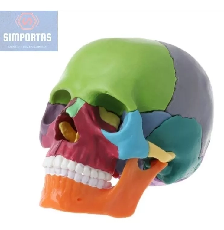 CRANEO COLOR DESARMABLE - MODELO ANATOMICO DIDACTICO CALIDAD - 1