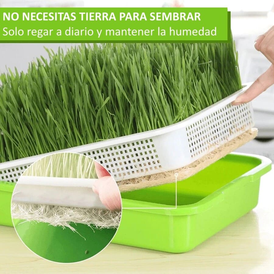 2 BANDEJA MICROGREENS GERMINADOR ALMACIGUERA DE SEMILLA / VERDE - 2