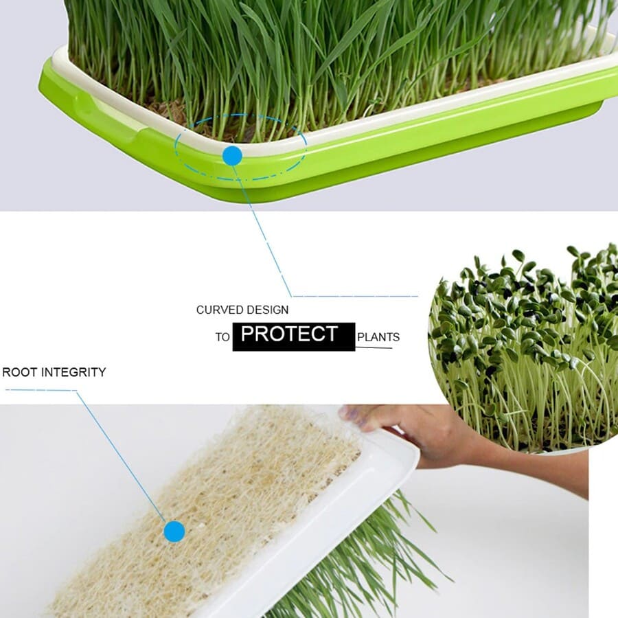 2 BANDEJA MICROGREENS GERMINADOR ALMACIGUERA DE SEMILLA / VERDE - 3