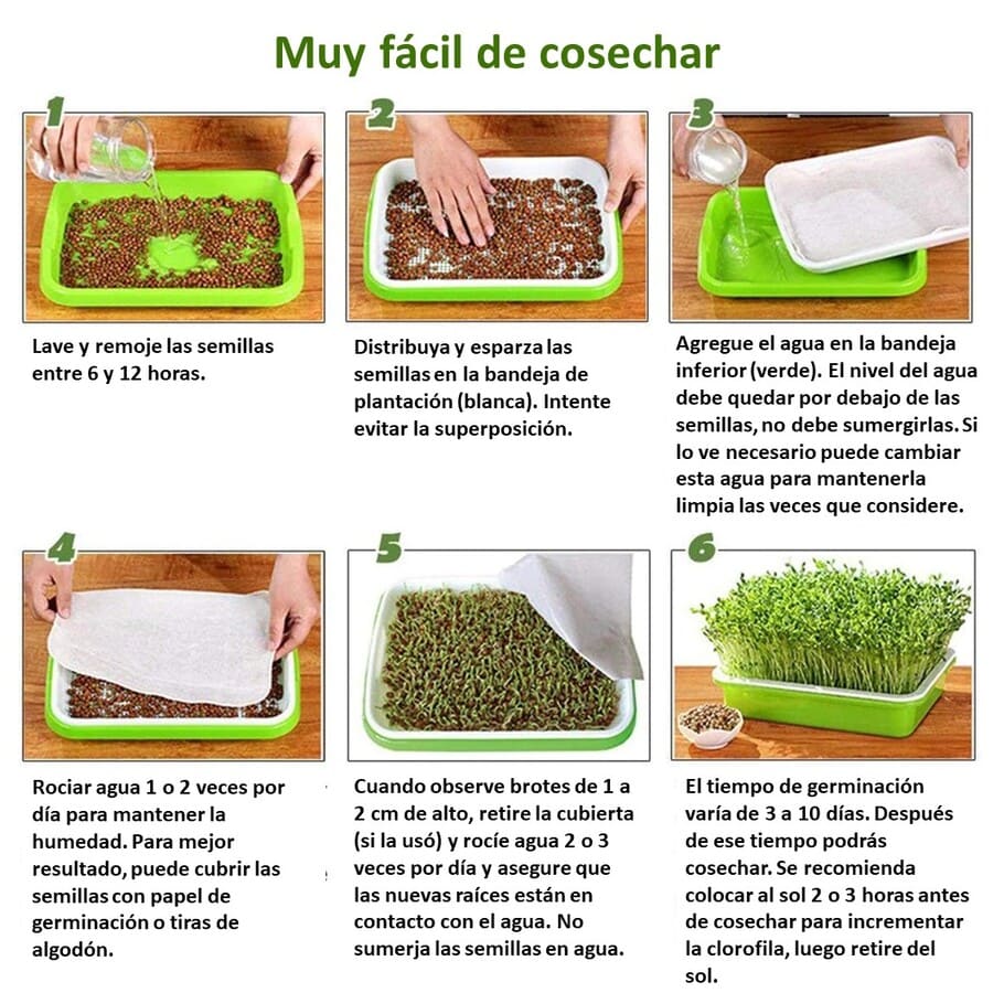 2 BANDEJA MICROGREENS GERMINADOR ALMACIGUERA DE SEMILLA / VERDE - 4