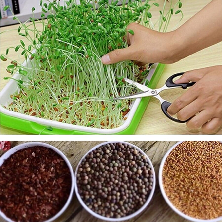 2 BANDEJA MICROGREENS GERMINADOR ALMACIGUERA DE SEMILLA / VERDE - 5