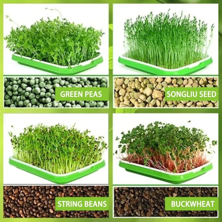 2 BANDEJA MICROGREENS GERMINADOR ALMACIGUERA DE SEMILLA / VERDE - 7