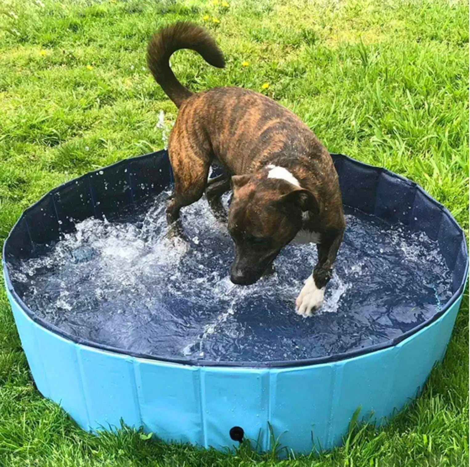 JUGUETE PERROS PISCINA PLEGABLE EXTERIOR DIVERSION RONDON HCC - 5