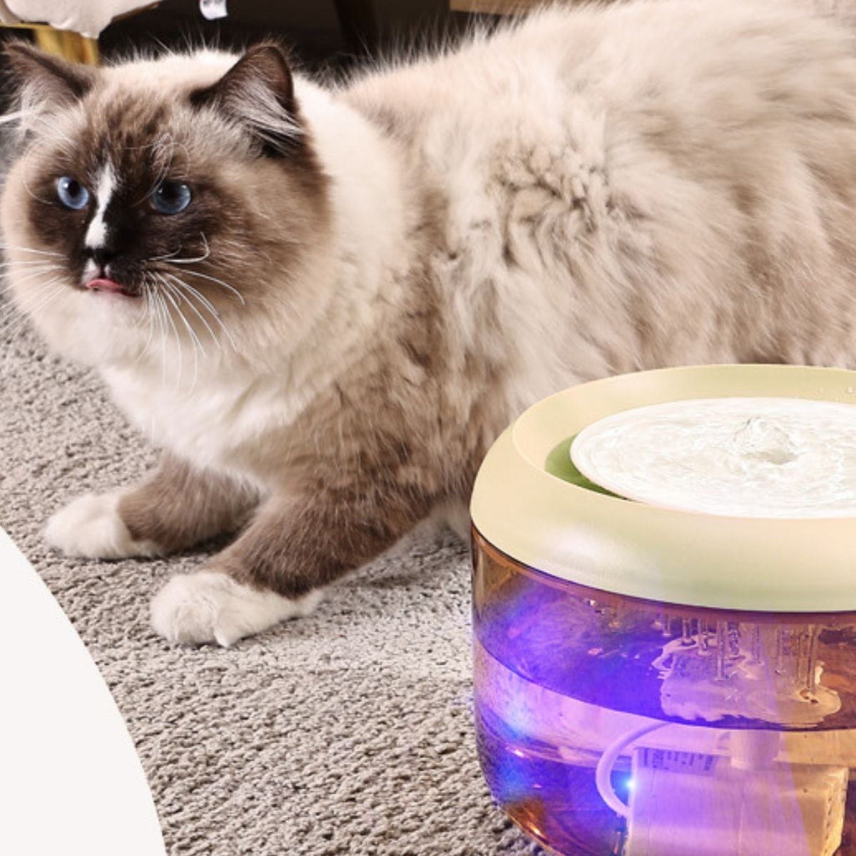 BEBEDERO DE AGUA 2,5L CON LUZ LED MASCOTAS LAU - 8