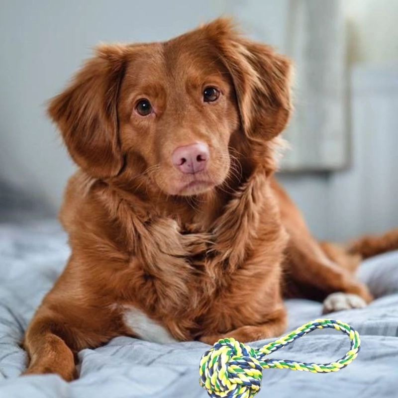 SET 6 JUGUETES INTERACTIVOS DE CUERDA PARA MASCOTAS LAU - 3