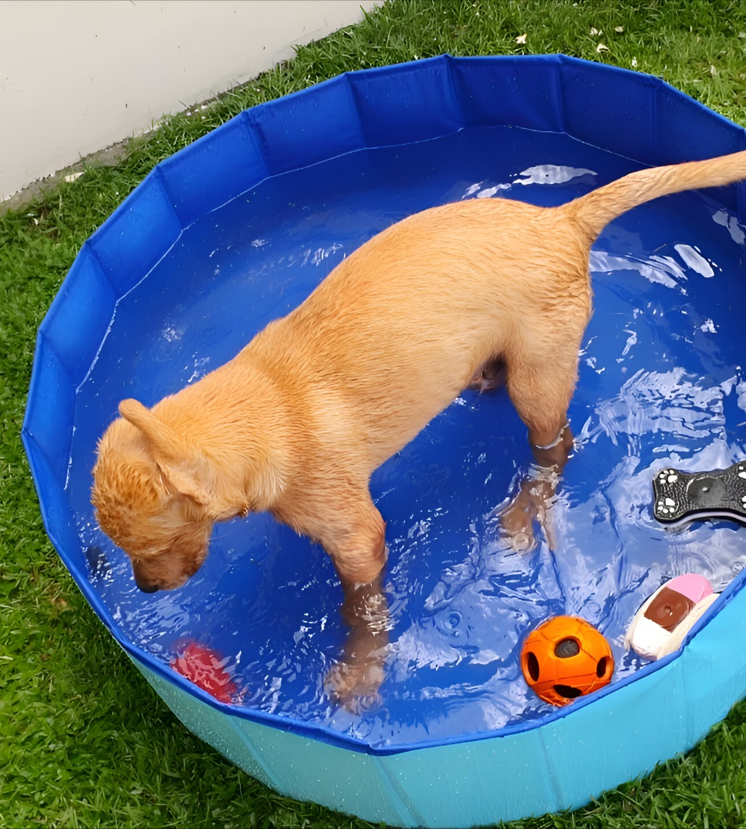 PISCINA PILETA PLEGABLE PARA MASCOTAS Y NIÑOS 80X20CM JHN - 8