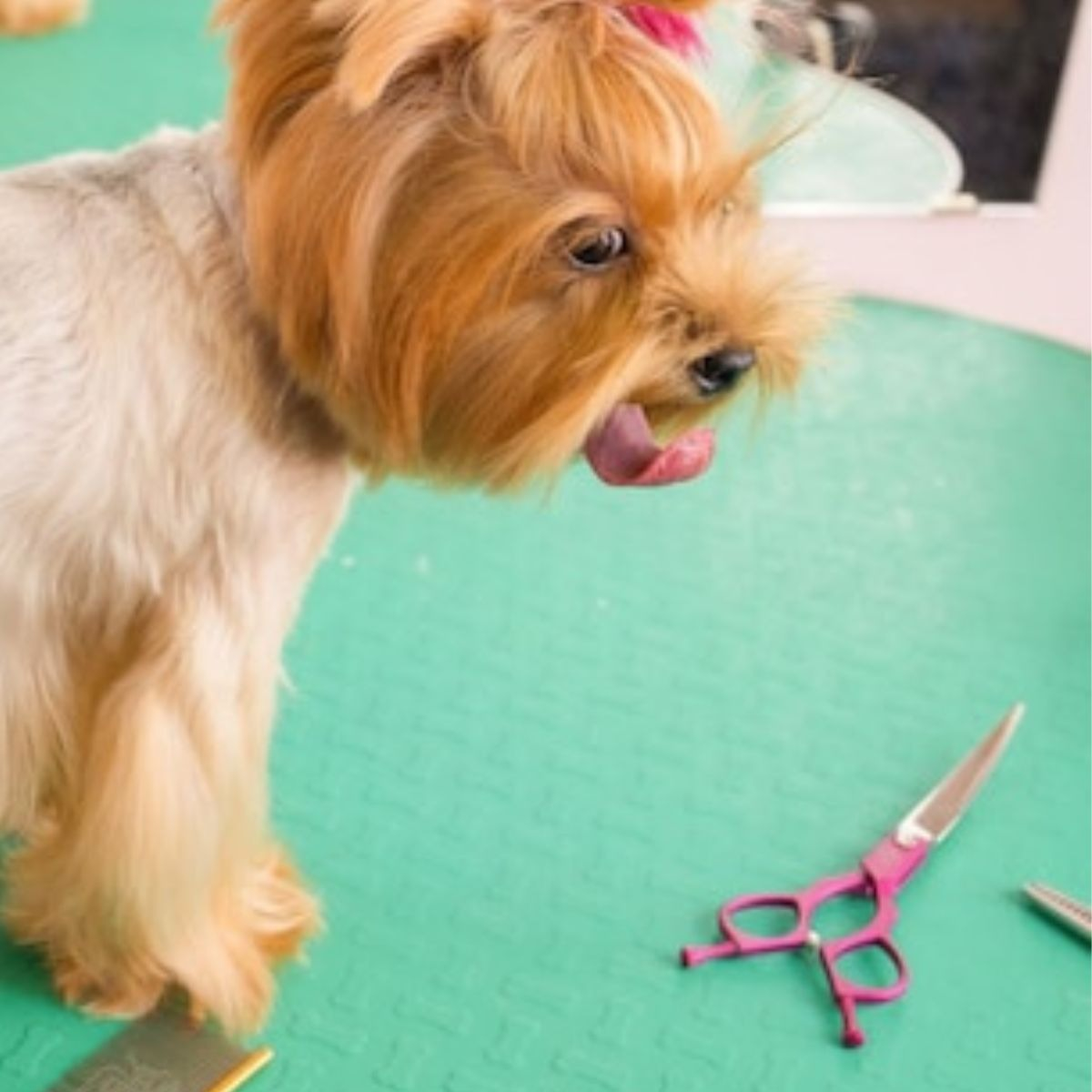 SET DE TIJERAS PROFESIONALES PARA ASEO DE MASCOTAS LAU - 7