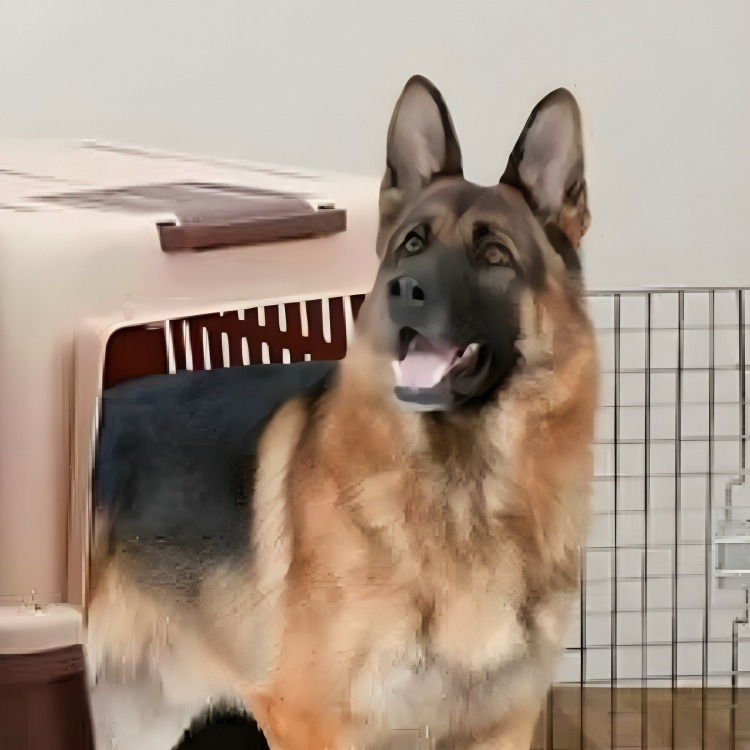 KENNEL TRANSPORTADOR 59XX47X83CM VIAJE PASEO MASCOTA LAU - 4