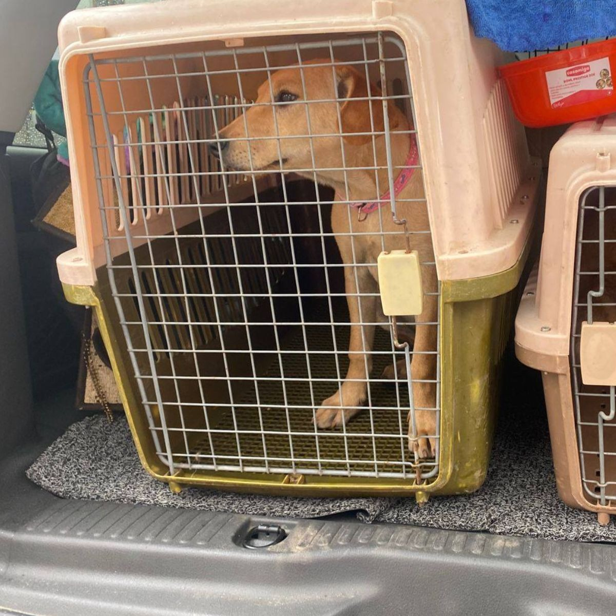 KENNEL TRANSPORTADOR 59XX47X83CM VIAJE PASEO MASCOTA LAU - 6