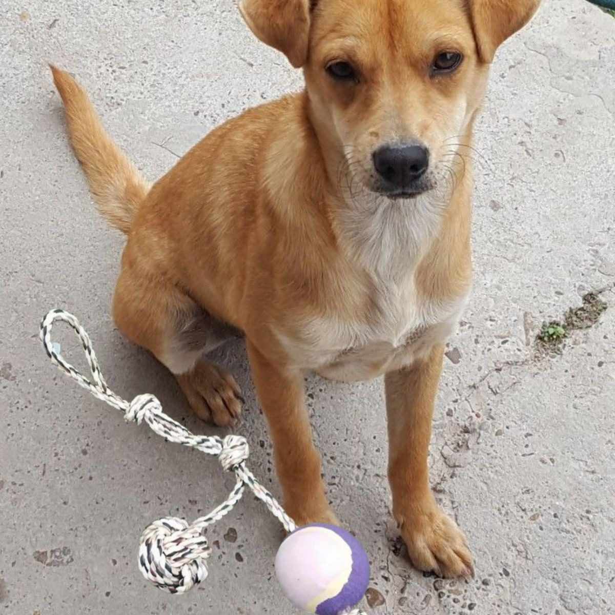 SET 3 JUGUETES DE CUERDA PELOTA ENTRENA MASCOTA PERROS LAU - 10