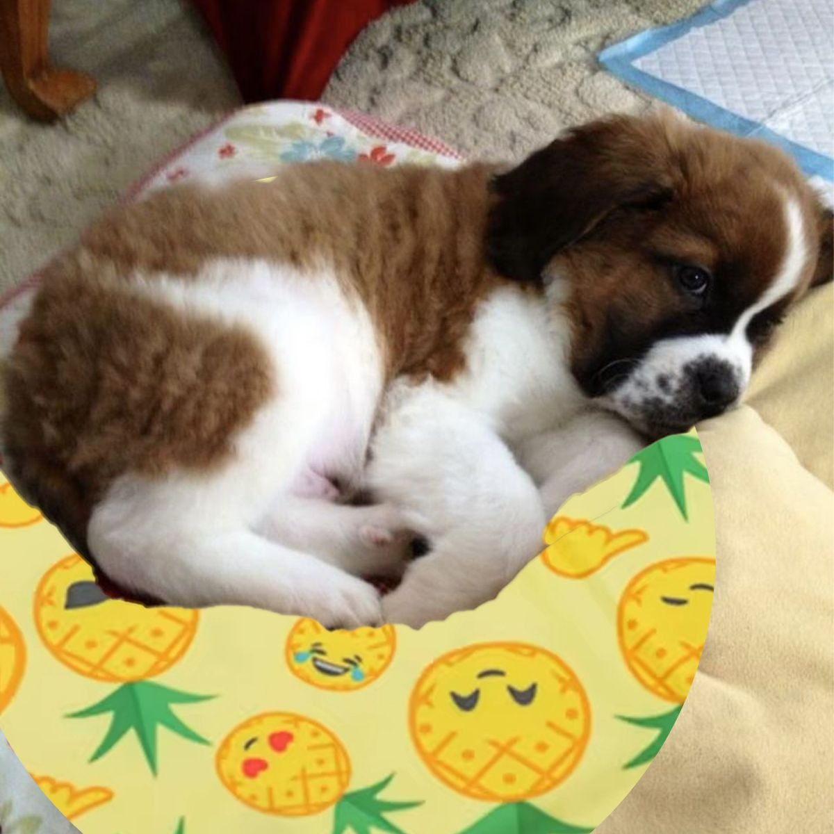 MANTA REFRESCANTE PARA MASCOTAS 40CM VERANO HOGAR LAU - 6