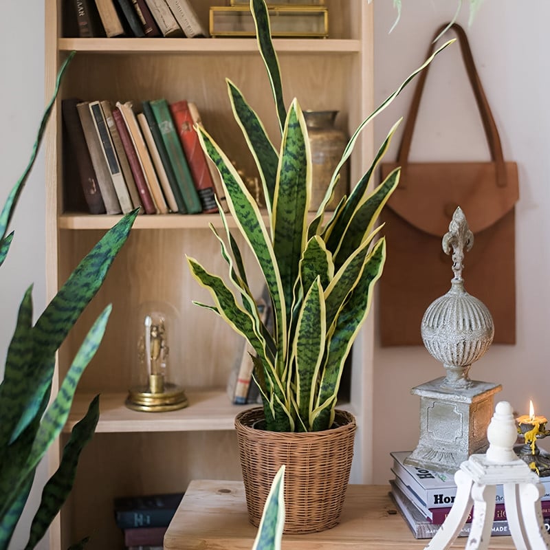 SET 2 FLOR PLANTA SERPIENTE HOGAR JARDIN TIENDA REALISTA LAU - 4