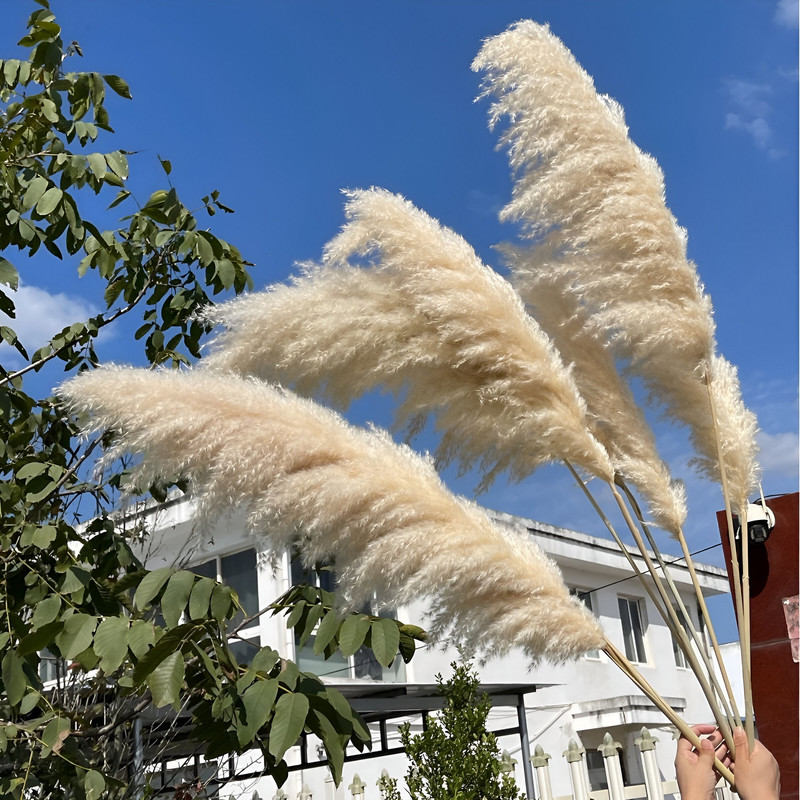 SET 2 PLANTAS PAMPAS ARTIFICIALES ESPONJOSA DECO BOHEMIA LAU - 2