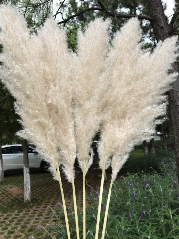 SET 2 PLANTAS PAMPAS ARTIFICIALES ESPONJOSA DECO BOHEMIA LAU - 4