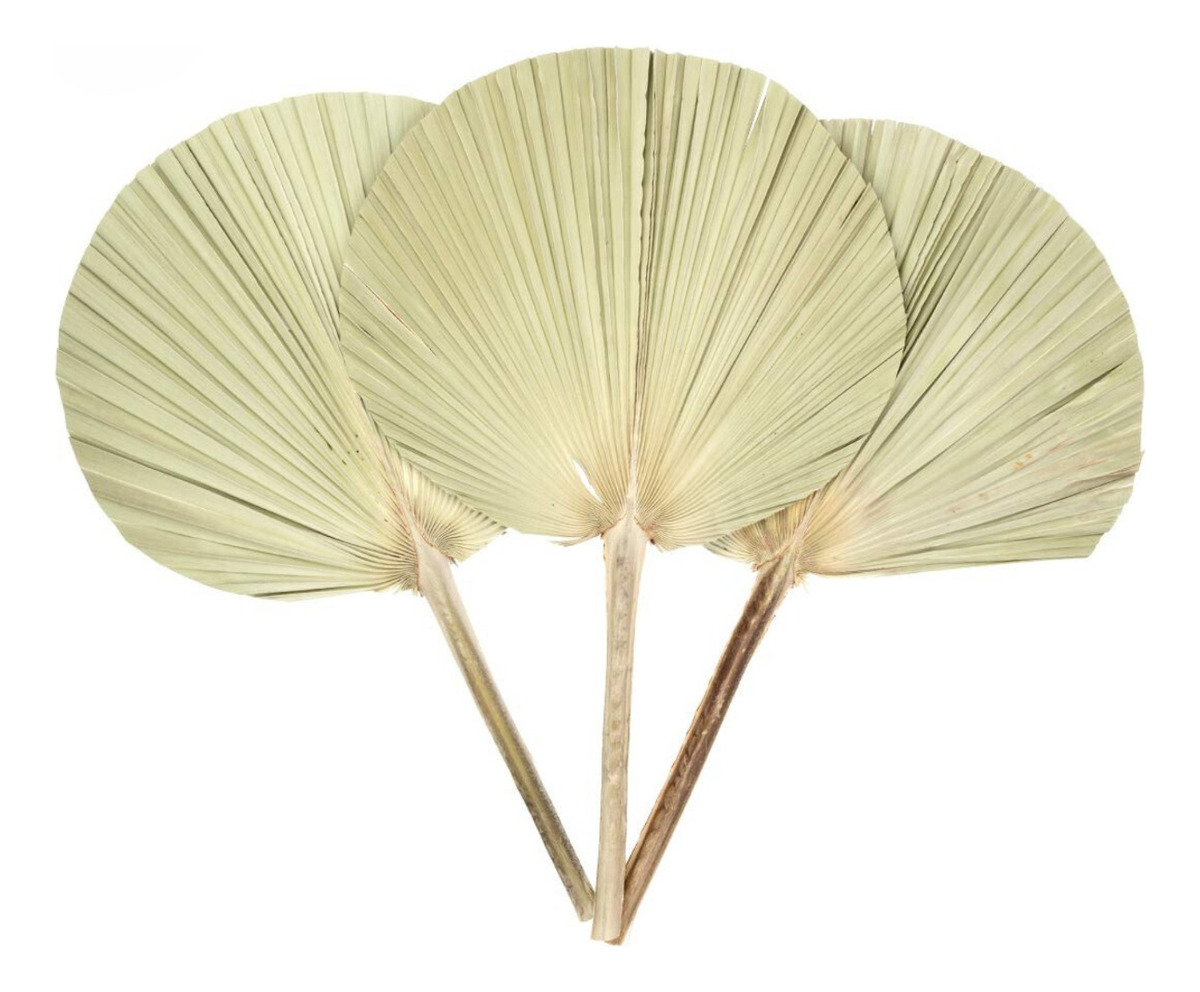 SET DE 3 ABANICO GRANDE HOJAS PALMA NATURAL DECORACIÓN JHN - 3