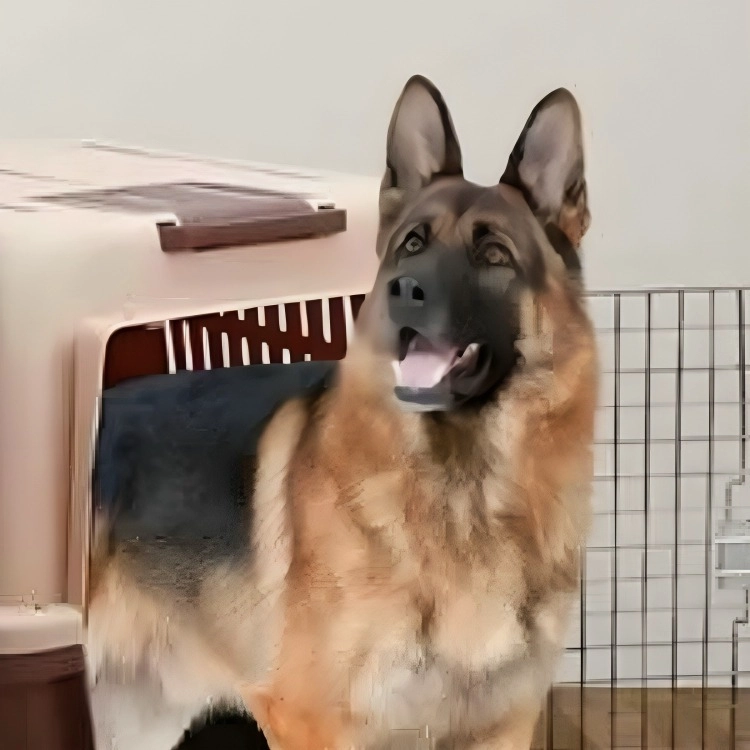 KENNEL TRANSPORTADOR 59XX47X83CM VIAJE PASEO MASCOTA LAU - 4