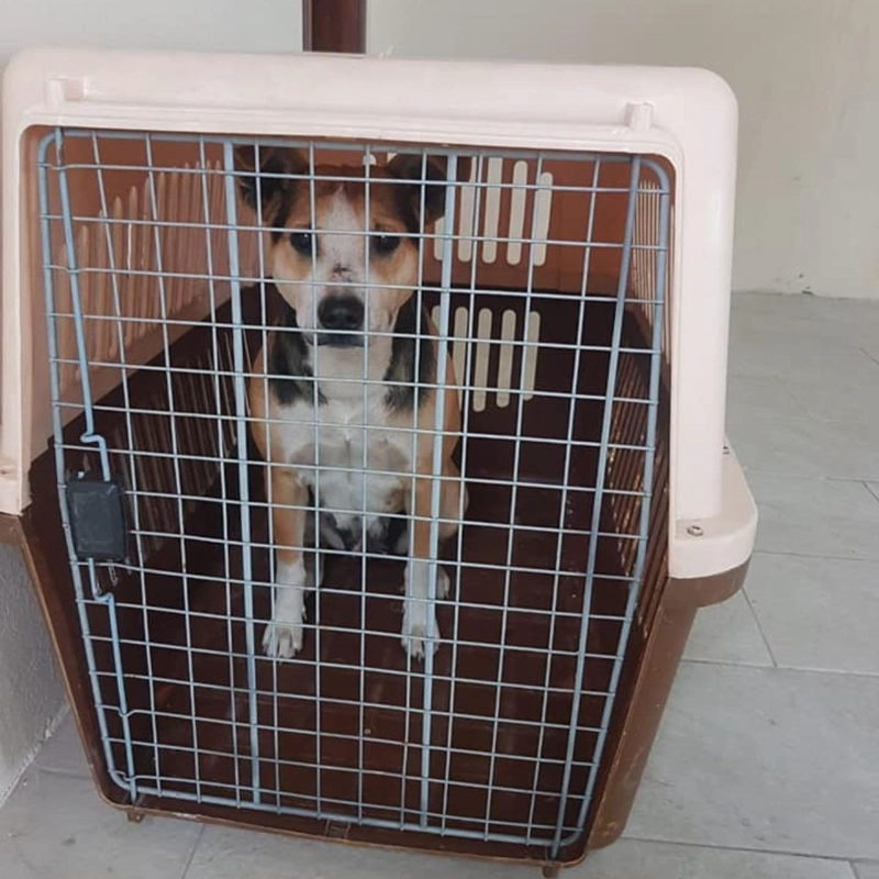 KENNEL TRANSPORTADOR 59XX47X83CM VIAJE PASEO MASCOTA LAU - 5