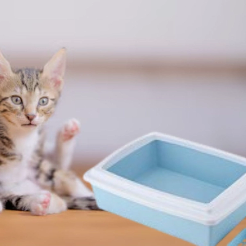 ARENERO CAJA SEMICERRADA PARA GATOS MASCOTAS HOGAR LAU - 4