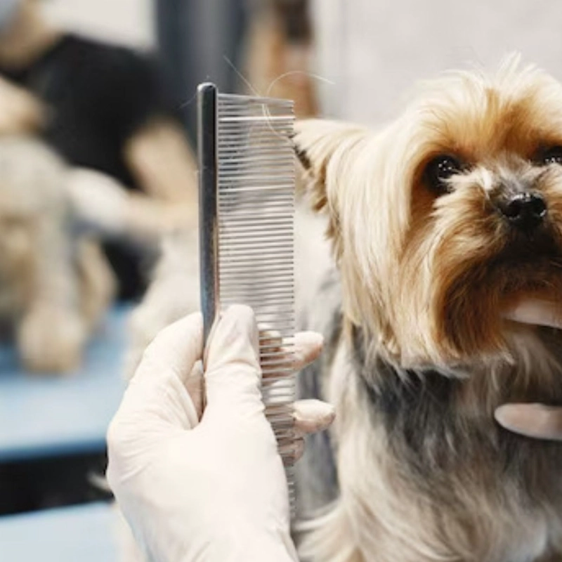 SET DE TIJERAS ASEO Y HIGIENE DE MASCOTAS PERROS LAU - 9