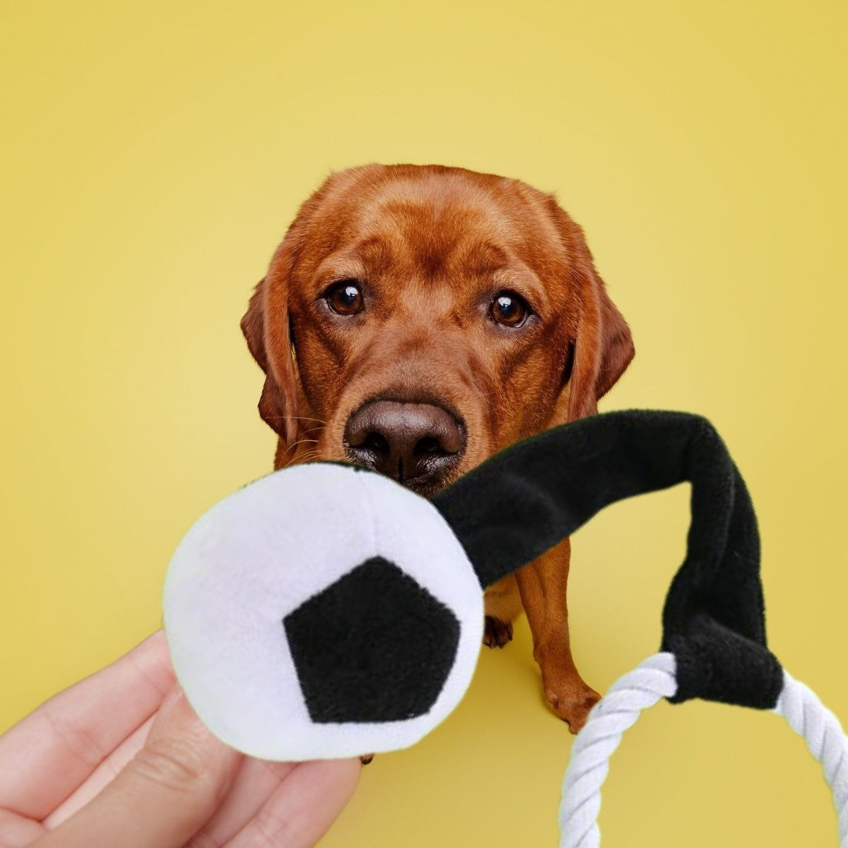 SET 2 JUGUETE PELUCHE INTERACTIVO PARA MASCOTA PERROS LAU - 9