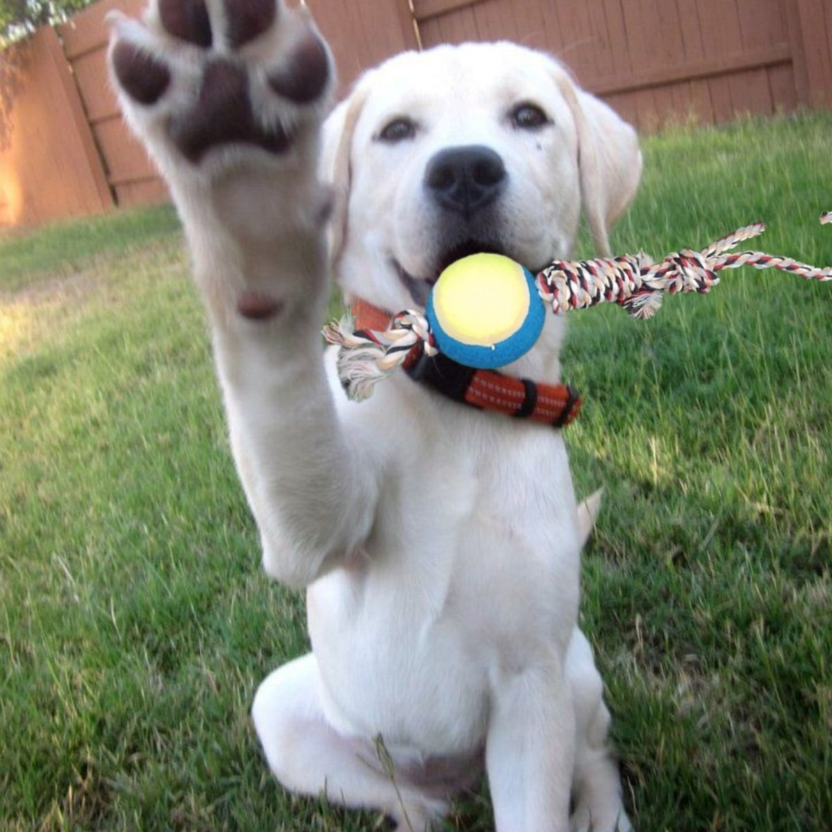 SET 4 JUGUETES DE CUERDA PELOTA DIVERTIDO MASCOTA PERROS LAU - 8