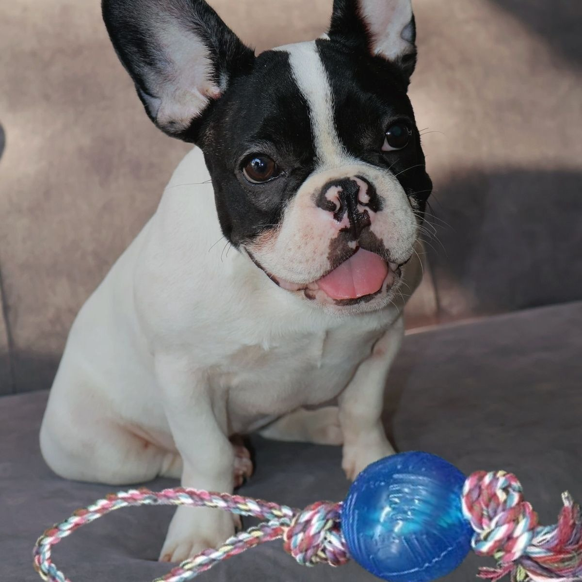 SET 4 JUGUETES DE CUERDA CON PELOTA PERROS MASCOTAS LAU - 9