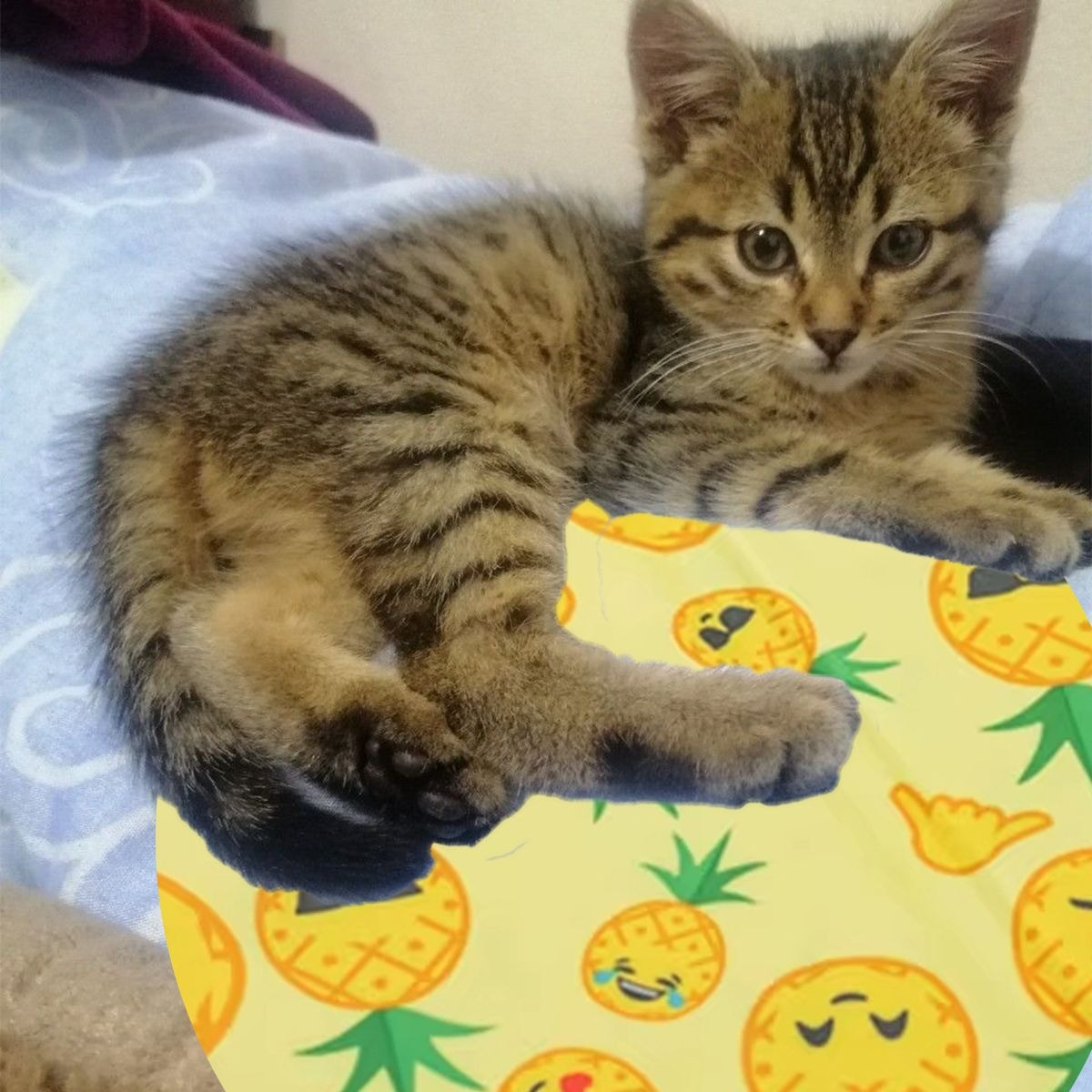 MANTA REFRESCANTE PARA MASCOTAS 30CM VERANO HOGAR LAU - 2