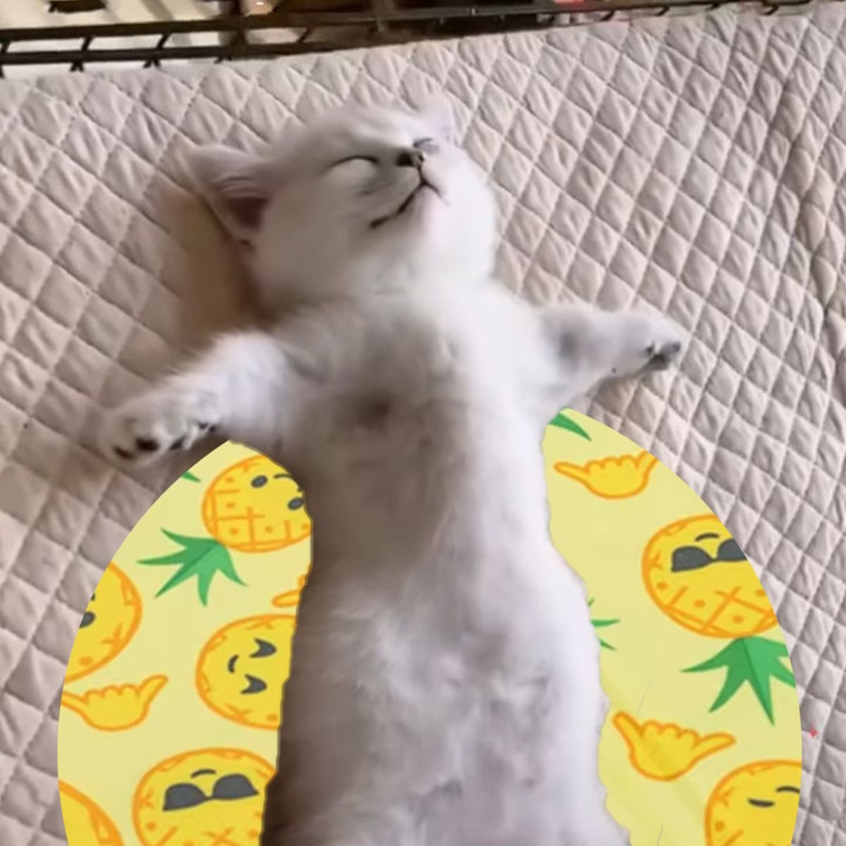 MANTA REFRESCANTE PARA MASCOTAS 30CM VERANO HOGAR LAU - 4