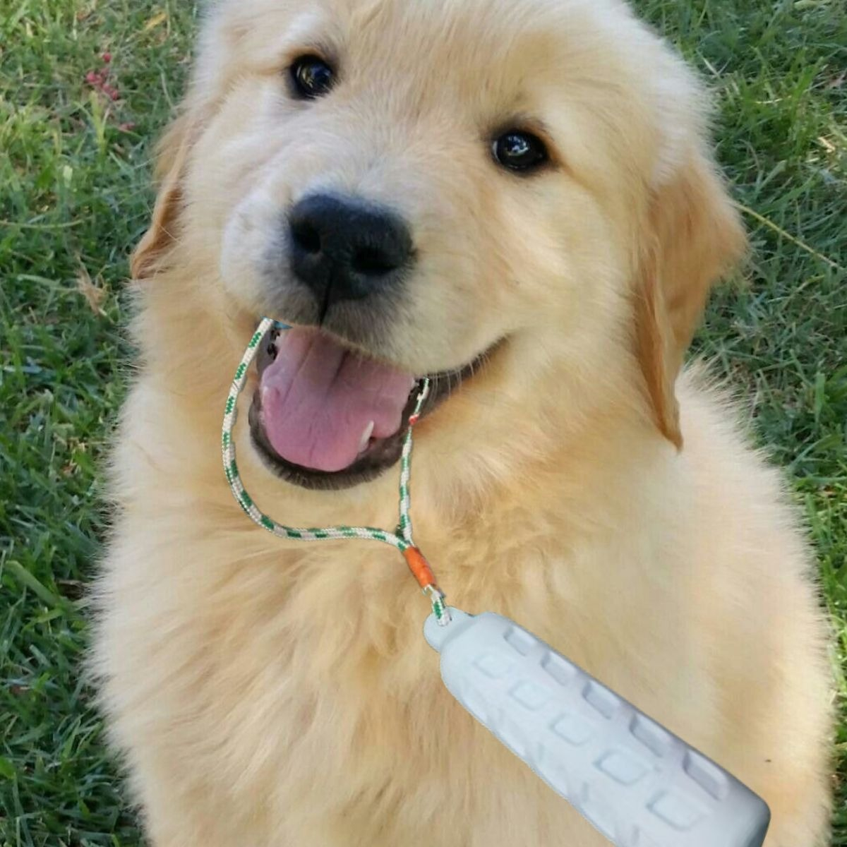 SET 2 JUGUETE MACIZO E INDESTUCTRIBLE PARA PERRO MASCOTA LAU - 9