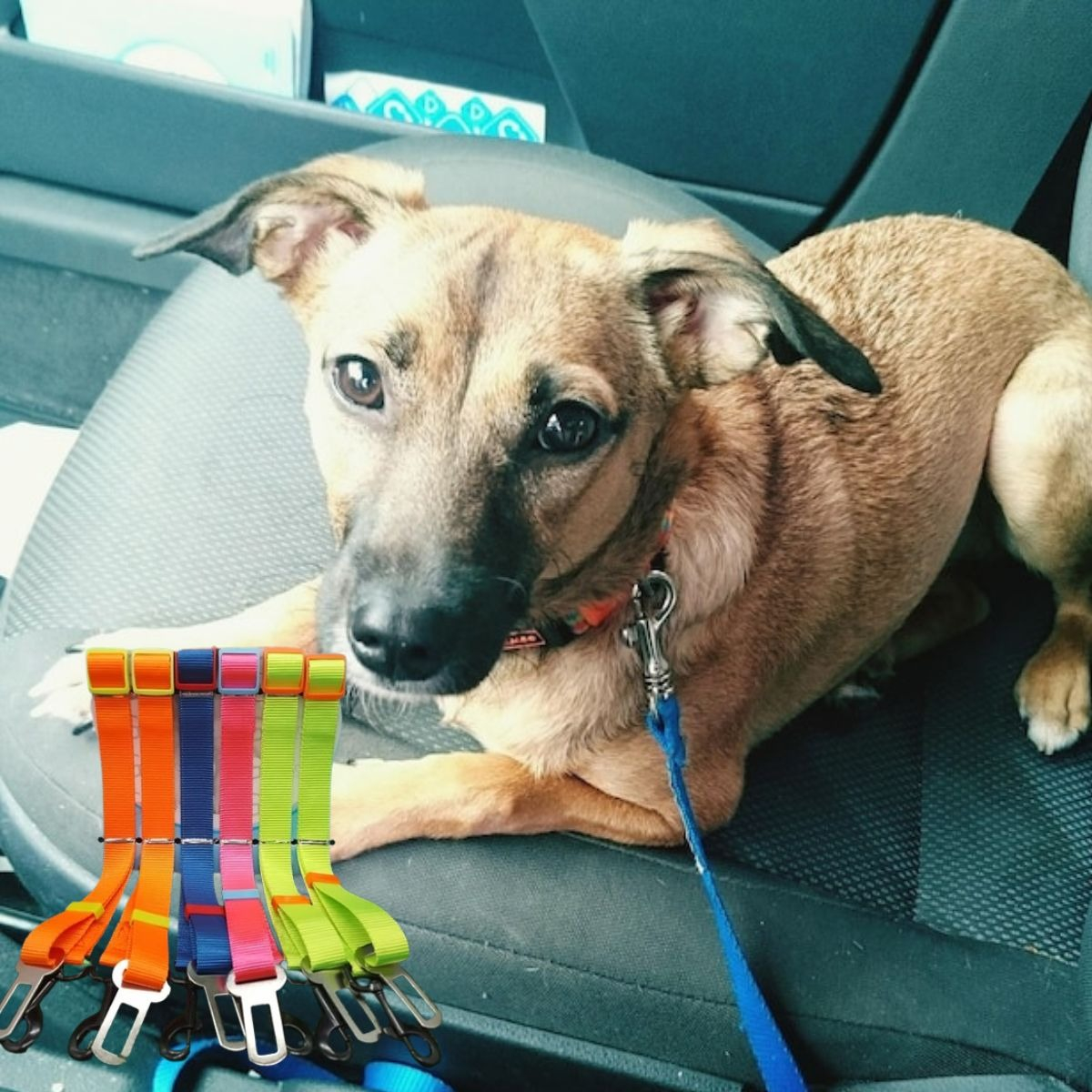 PACK DE CINTURON DE SEGURIDAD PARA MASCOTA LAU - 7