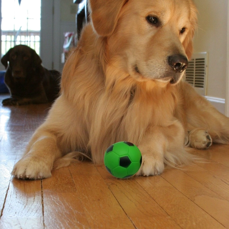 SET 8 JUGUTE DIVERTIDO PELOTA DE GOMA PARA MASCOTA LAU - 2