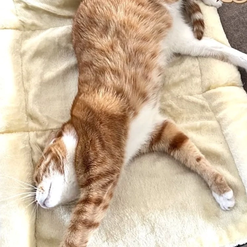 CAMA TAPETE COMODO PARA MASCOTAS 2EN1 HOGAR LAU - 1