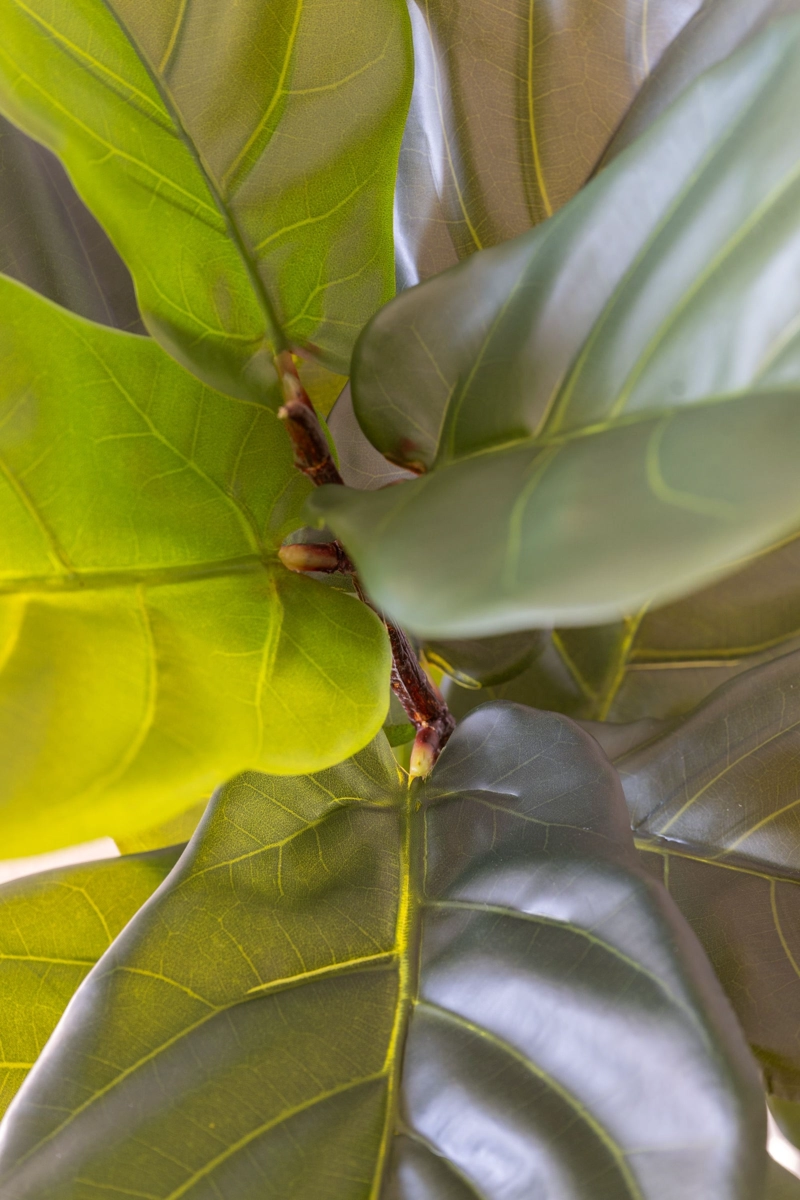 FICUS LYRATA REAL TOUCH - 130 CM - 3