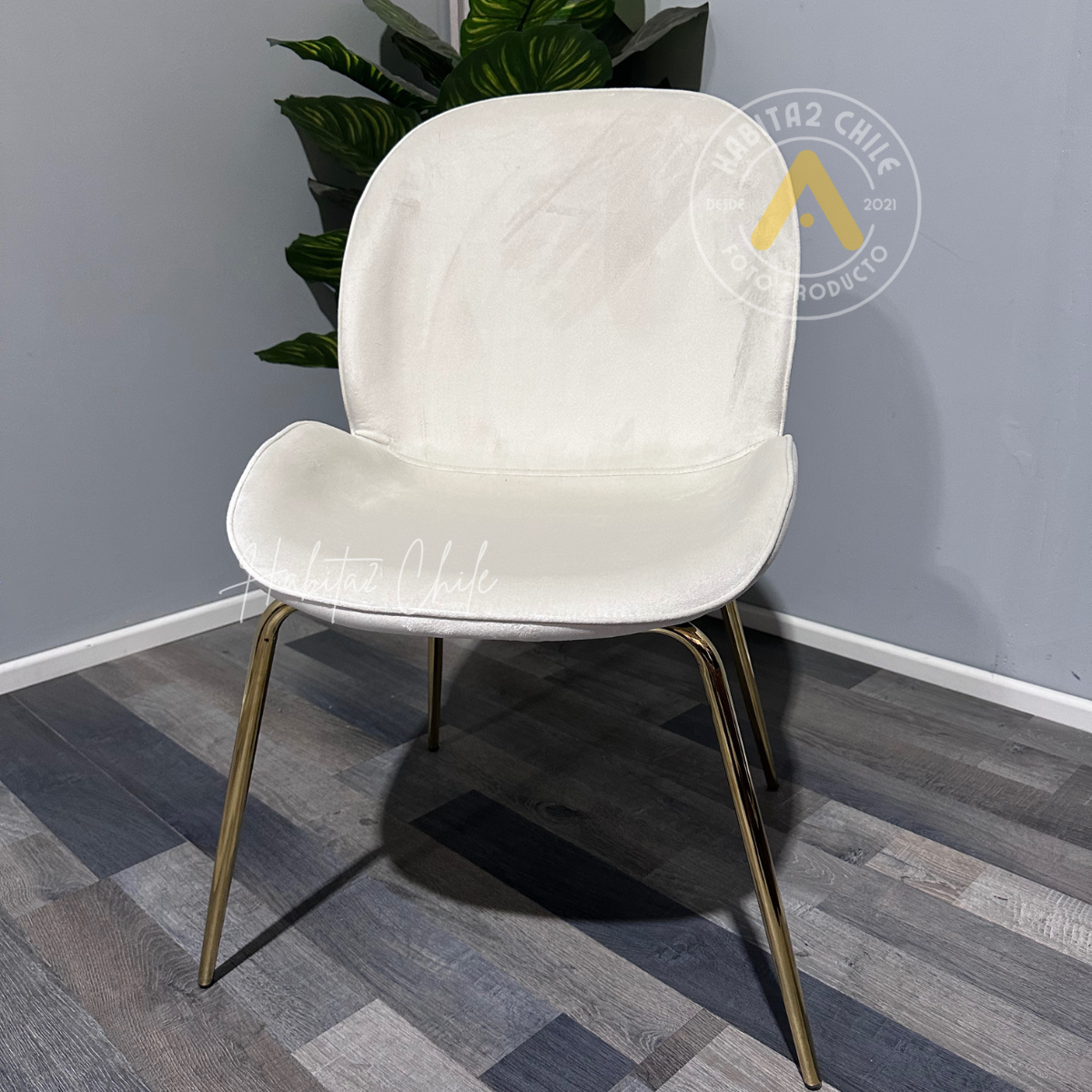PACK 4 SILLAS PARA COMEDOR BERLIN TERCIOPELO FELPA PATAS DORADAS - BLANCO - 2