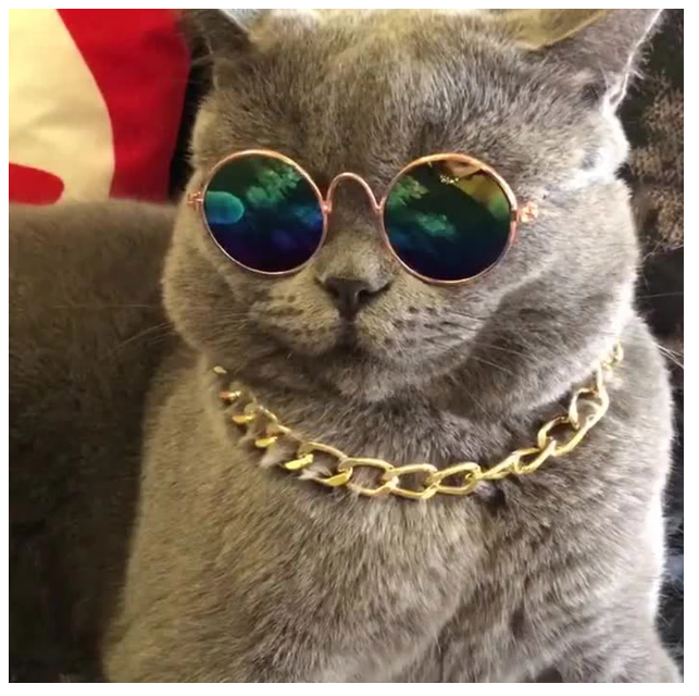 GAFAS DE SOL PARA MASCOTAS PEQUEÑAS - 7