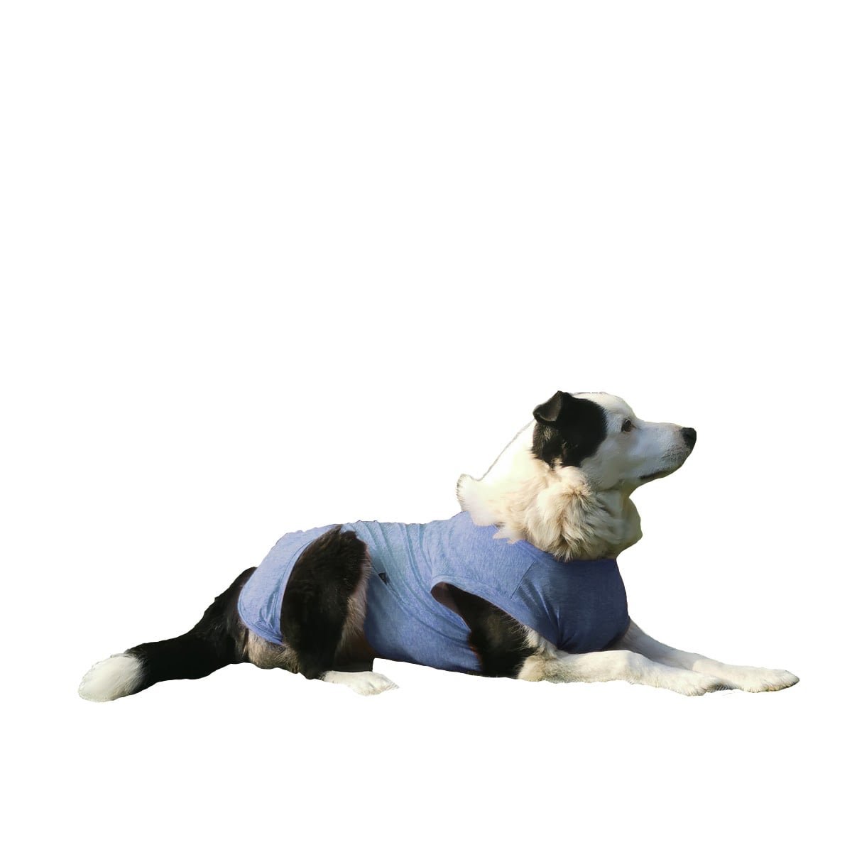 ROPA BODY PERROS COBRE CUNATEX AZUL TALLA 7 13 17 KG - 1