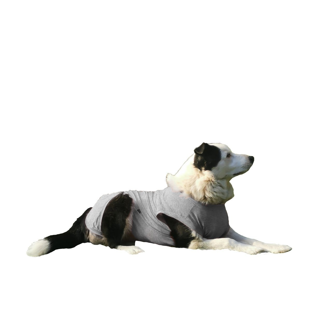 ROPA BODY PERROS COBRE CUNATEX GRIS TALLA 9 21 -25 KG - 1