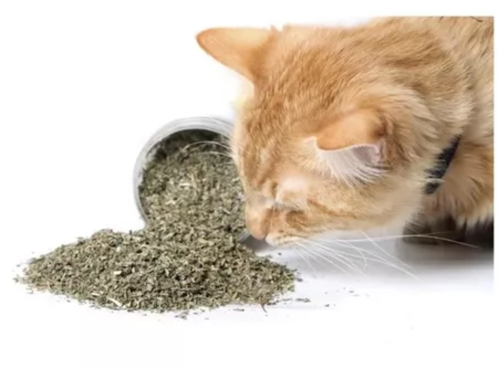 HIERBA SECA PARA GATOS CATNIP BIOLINE 20GR - 2