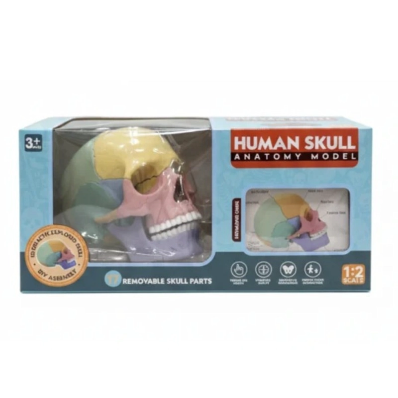 CRANEO HUMANO ANATOMICO - 4