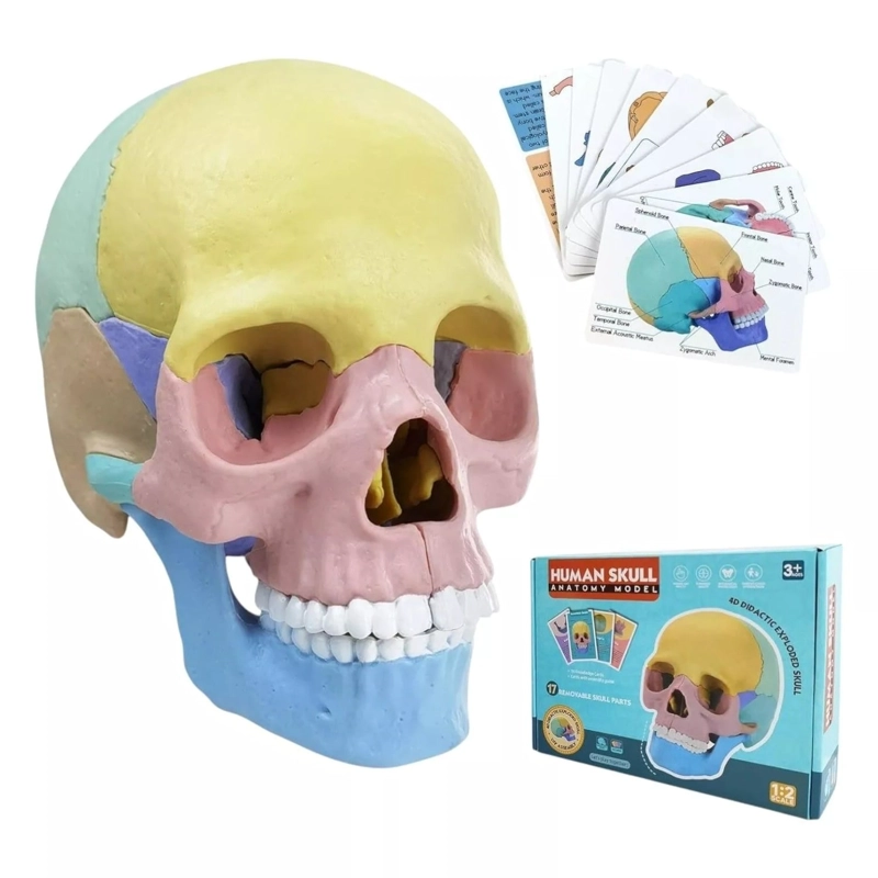 CRANEO HUMANO ANATOMICO - 5