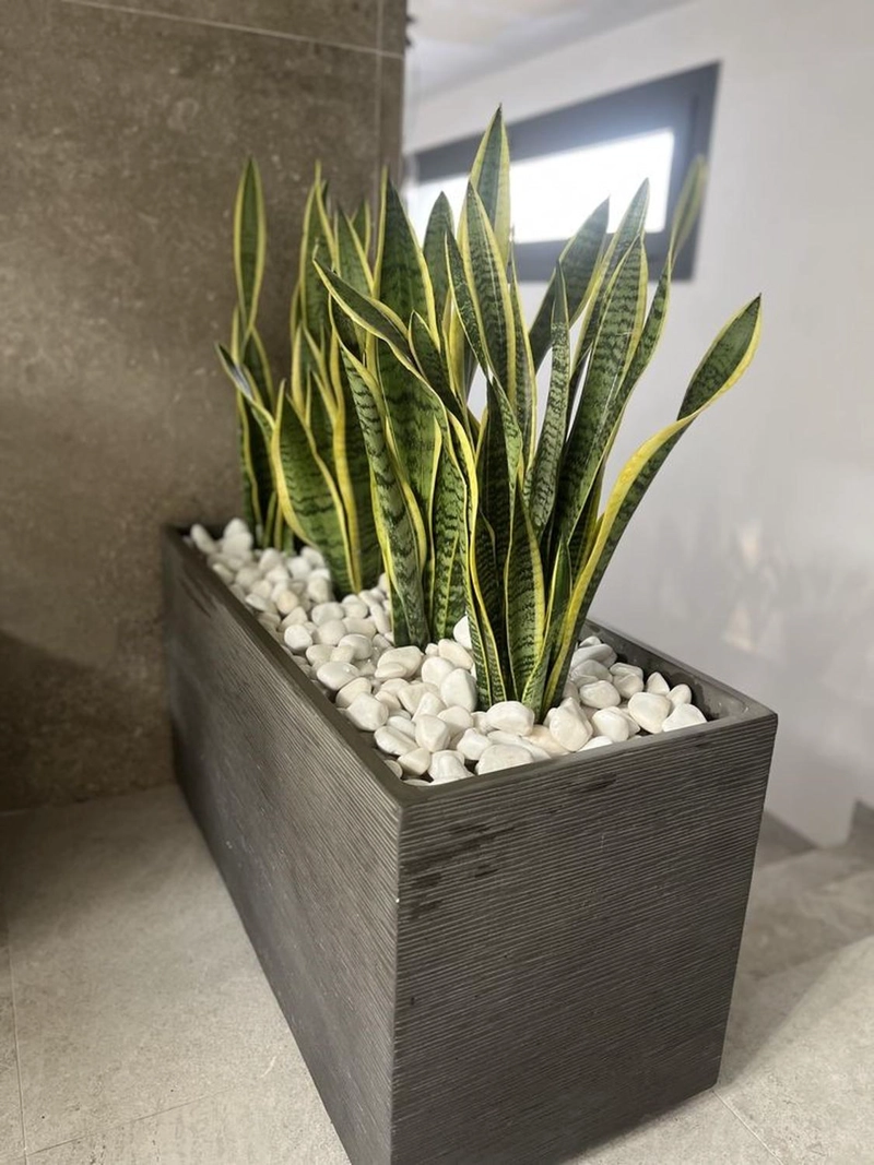 PLANTA ARTIFICIAL LENGUA DE SUEGRA SANSEVIERIA 75 CM/18 HJS - 4