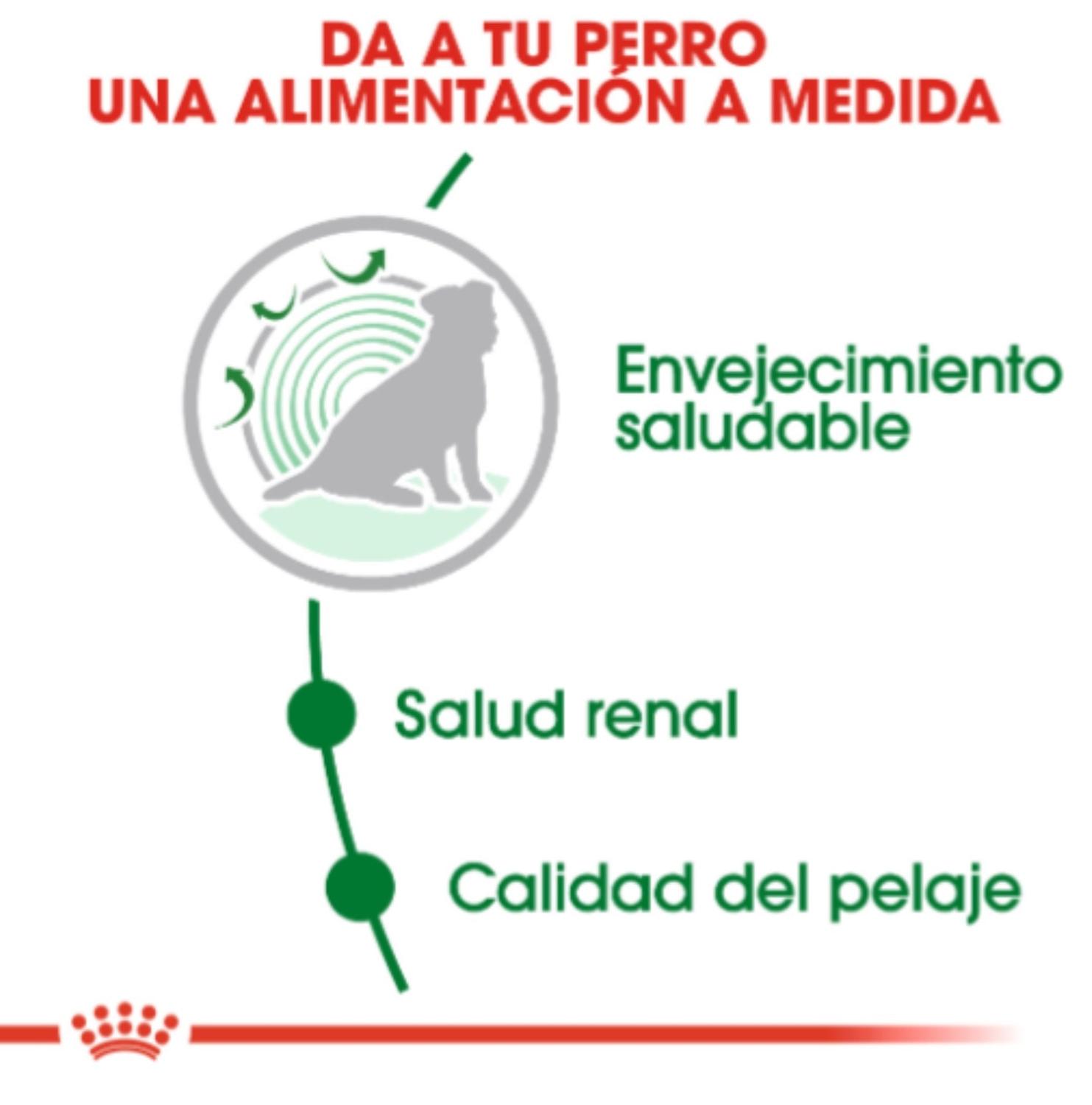 ALIMENTO ROYAL CANIN PARA PERRO MINI AGEING 12+ 3KG - 2