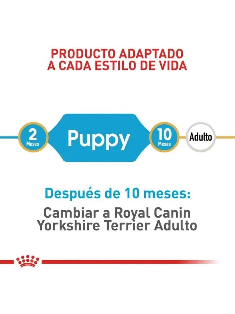 ROYAL YORKSHIRE TERRIER PUPPY SACO 1 KILO - 4