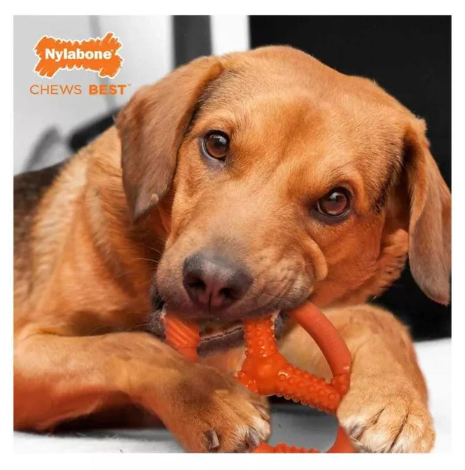 JUGUETE PARA PERROS ANILLO OVAL FLEXIBLE TALLA M NYLABONE - 3