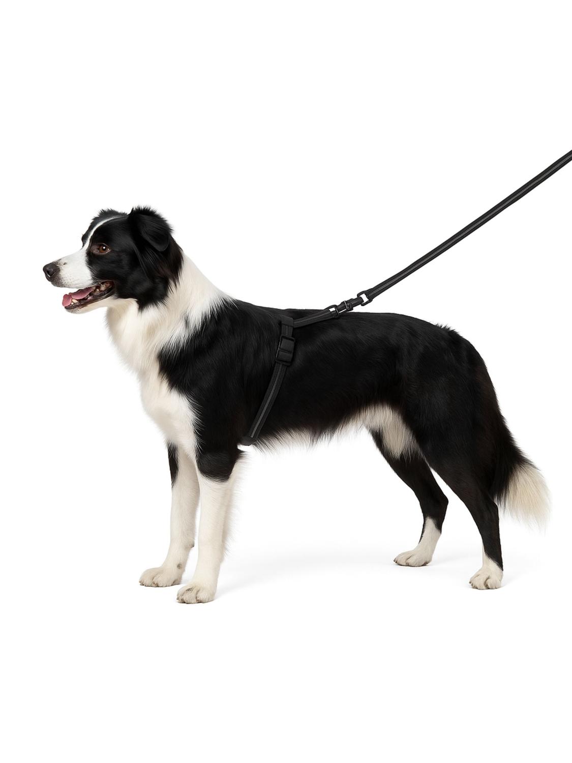 CORREA REFLECTANTE ANTIDESLIZANTE XL 10MT WONDER DOG - 5