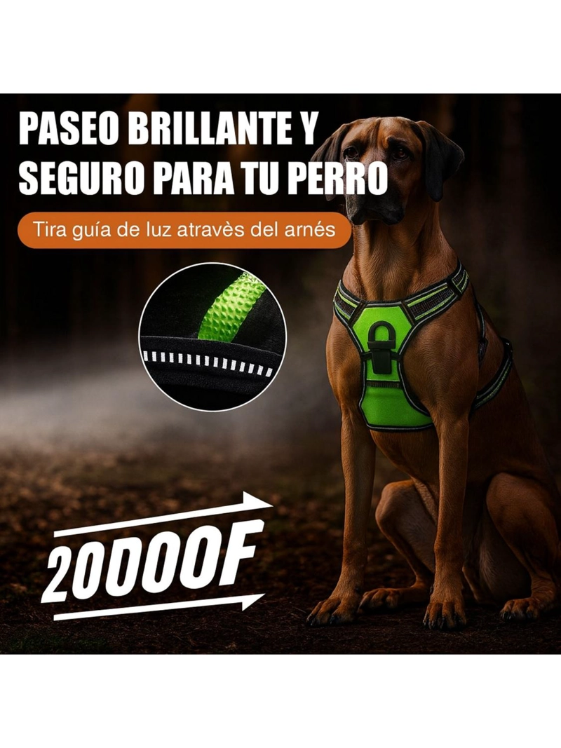 ARNE S LUZ LED AZUL PARA PERRO MEDIANO USB-C TALLA M - 6