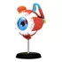 OJO HUMANO MODELO DE GLOBO OCULAR - 1