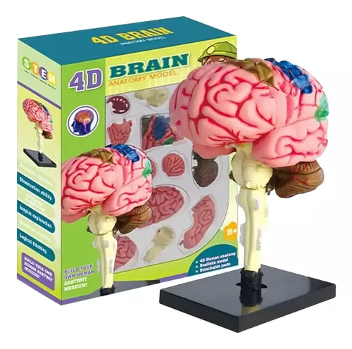 CEREBRO MINI MODELO ANATOMICO 4D DESARMABLE - 1
