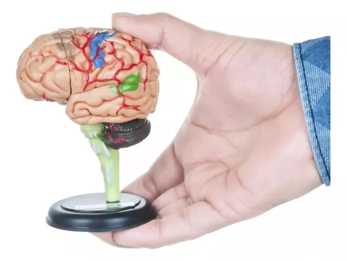 CEREBRO MINI MODELO ANATOMICO 4D DESARMABLE - 2