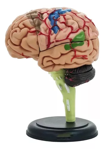 CEREBRO MINI MODELO ANATOMICO 4D DESARMABLE - 3
